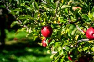 Roter Apfel