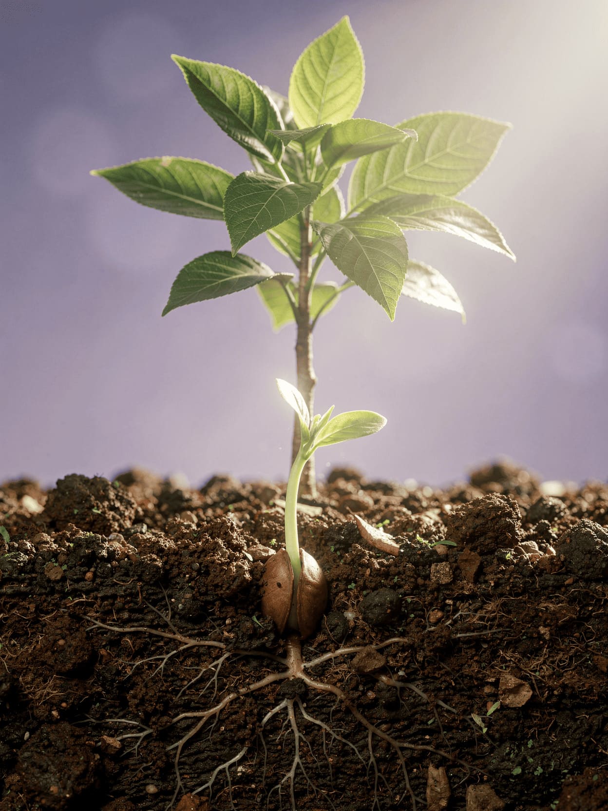 seed growing into tree, natural progression, life cycle illustration