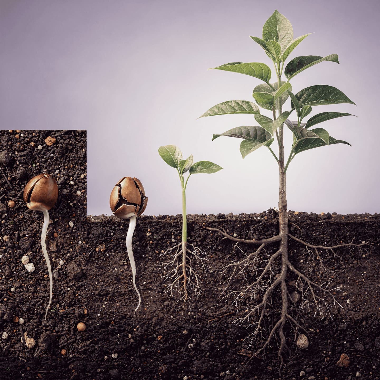seed sprouting into tree growth stages, natural development, botanical illustration